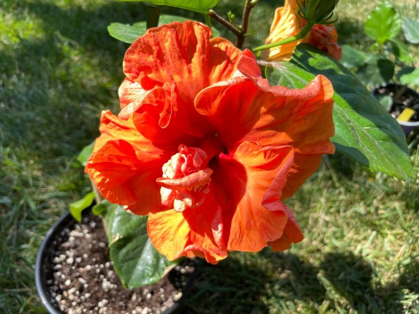 0DB79092-0CAB-4B9C-917A-62DC72F9A70F - x-HD 1290 - pierdut