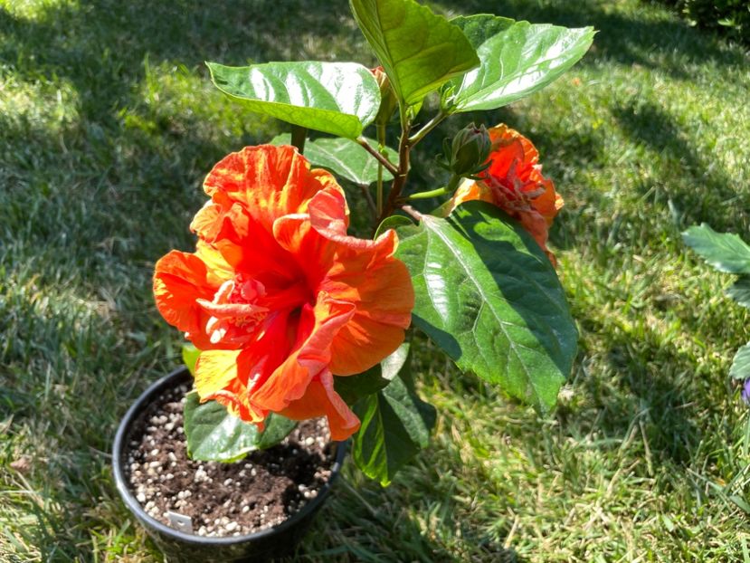 57FCD873-FCFD-44B8-8929-85E371A5A364 - 001 - Hibiscusi