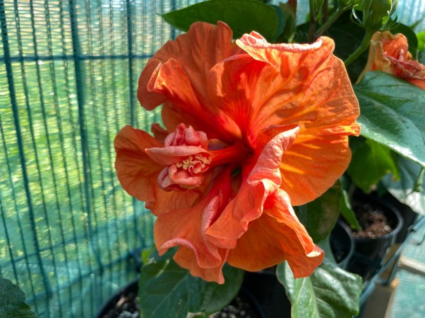 D53CB21C-9AB4-4347-BC99-1BF6B592CE63 - 001 - Hibiscusi