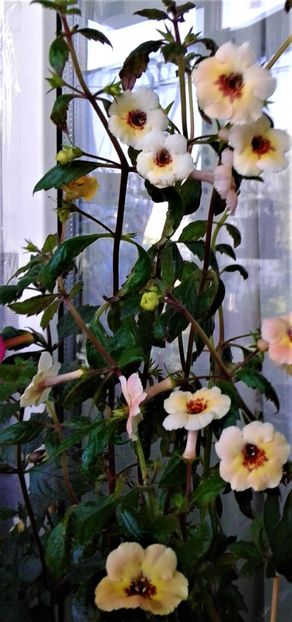  - 000018 ACHIMENES