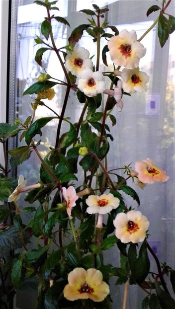  - 000018 ACHIMENES