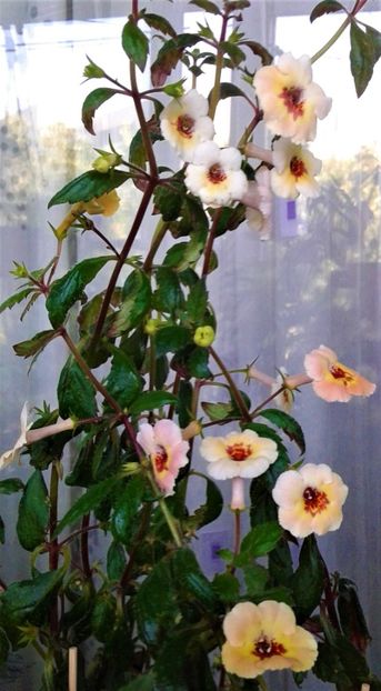  - 000018 ACHIMENES