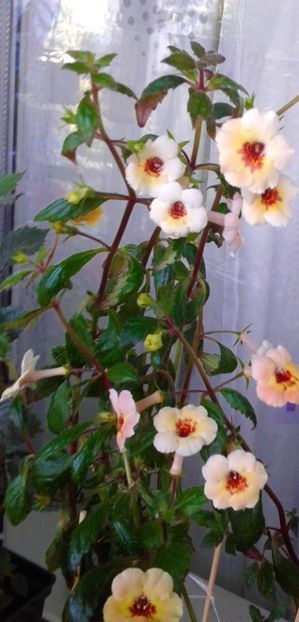  - 000018 ACHIMENES