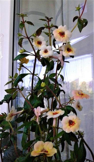  - 000018 ACHIMENES