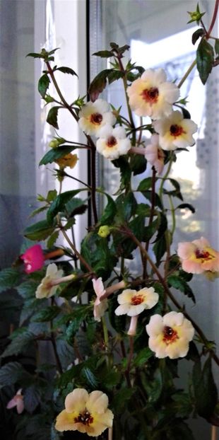  - 000018 ACHIMENES