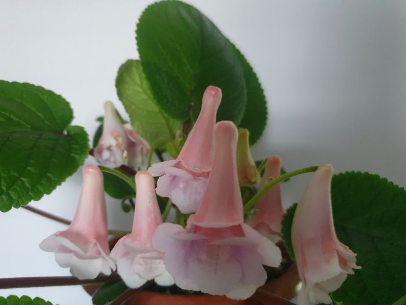 Amanda Penny - Playful Porpoise - A-Flori 2023
