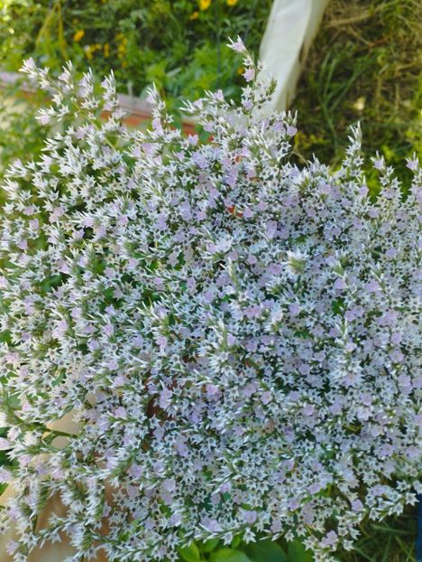  - Limonium Tatar 2023