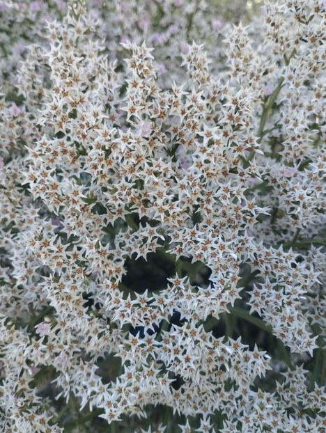  - Limonium Tatar 2023