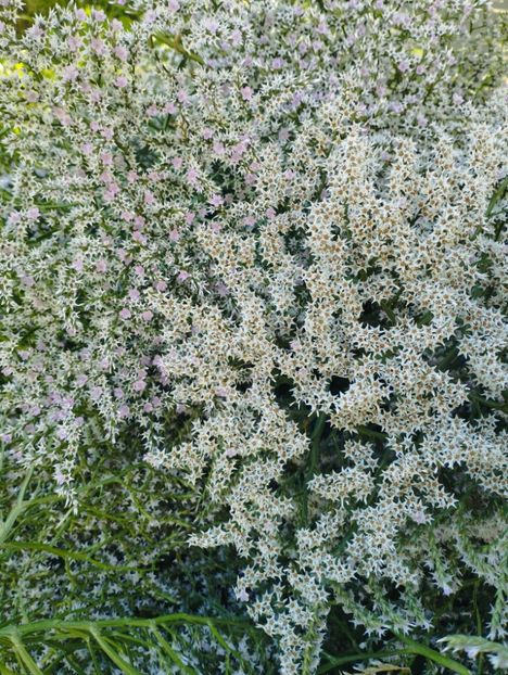  - Limonium Tatar 2023