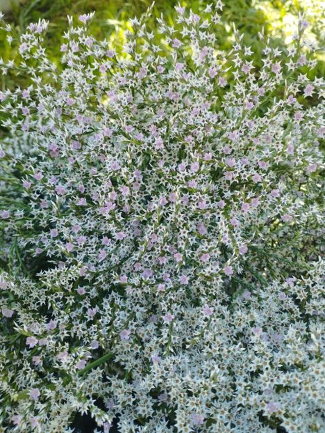  - Limonium Tatar 2023