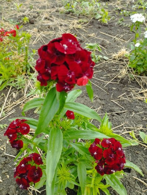  - Limonium Tatar 2023