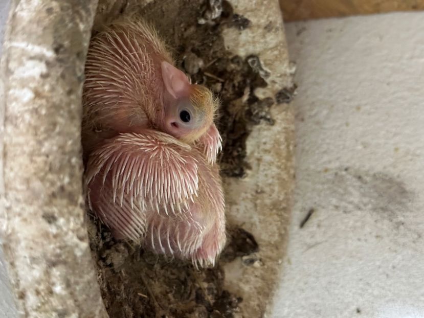  - Jucatori de Galați