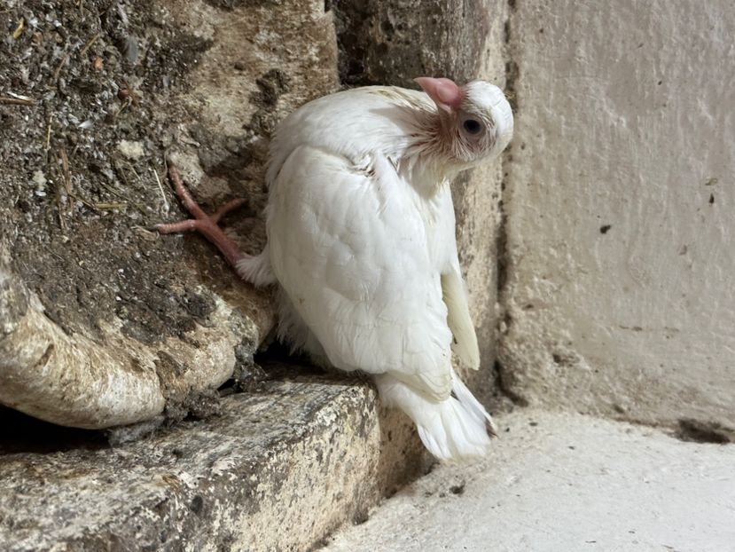  - Jucatori de Galați