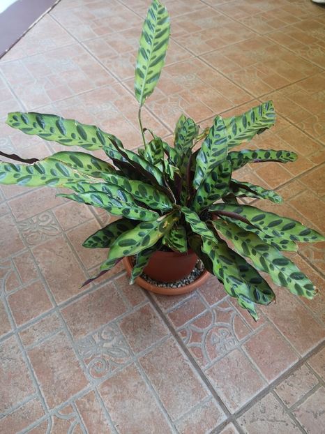 Calathea insignis planta mamă - 0 de vânzare în 2023