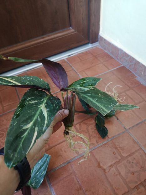 10 lei - 0 de vânzare în 2023