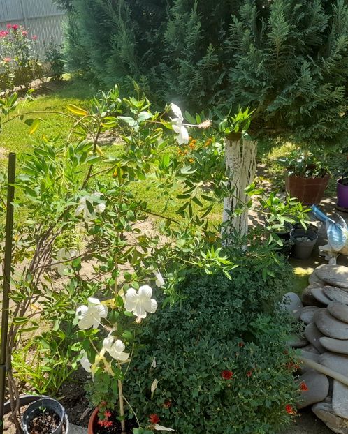  - Hibiscusi 2020 2022 2023