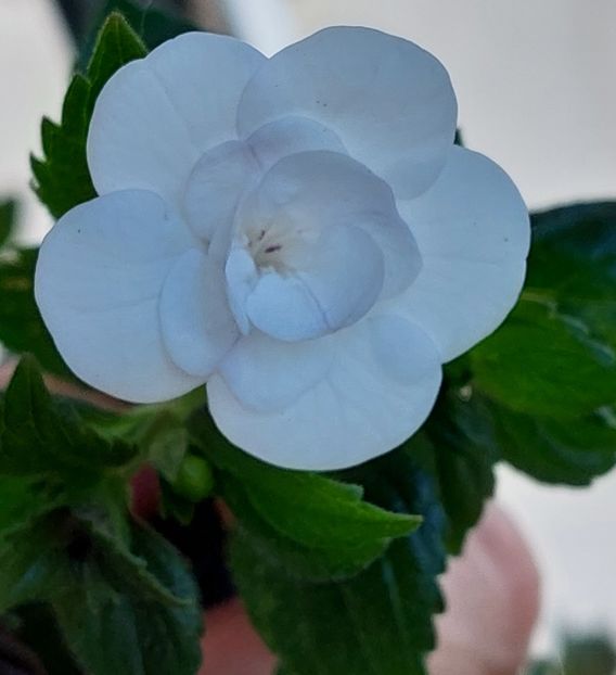  - Double Picotte Rose