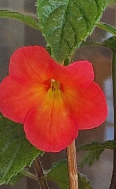Sweet&Sour - Achimenes 2023
