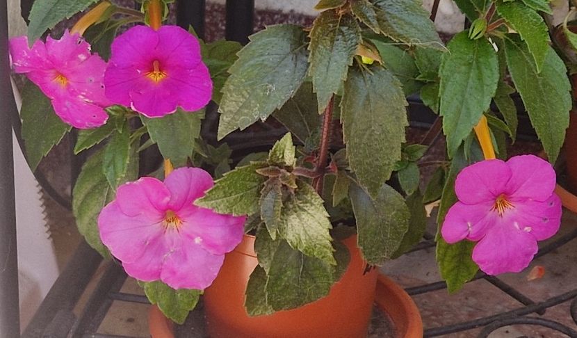  - Hybrid necunoscut Noid-pierdut