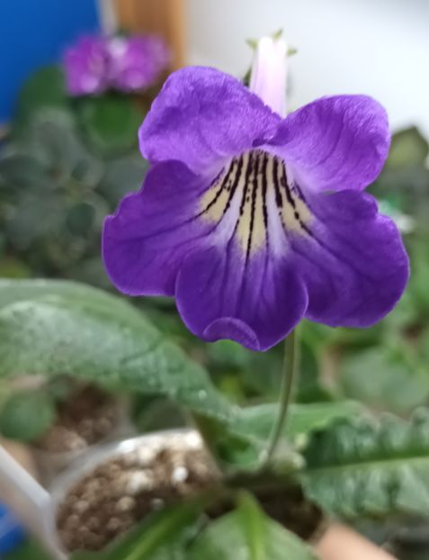  - STREPTOCARPUS