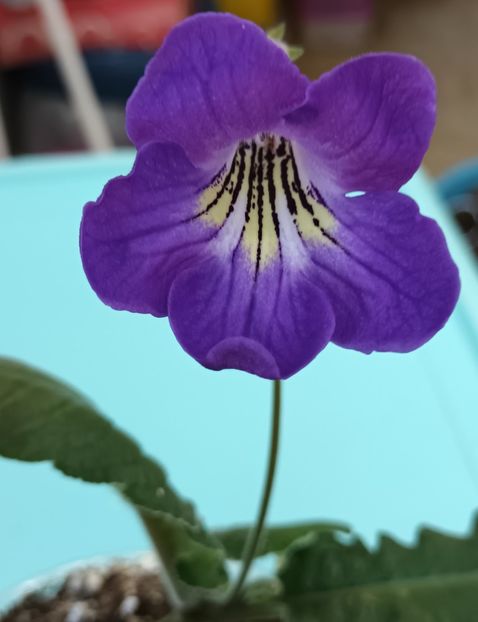  - STREPTOCARPUS