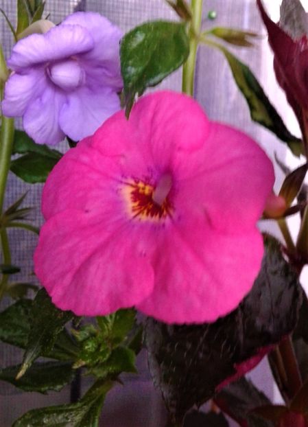  - 000014 ACHIMENES