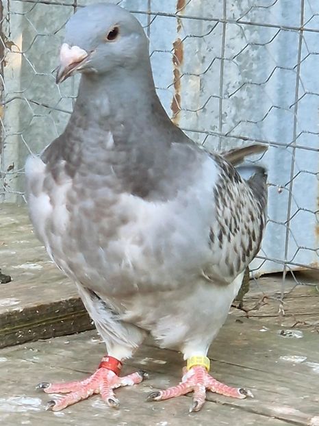  - PUI 2023