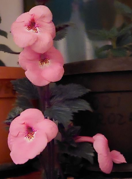  - RF-S PINK PARASOL