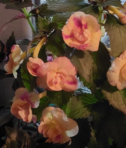  - RFs TROPICANA 2