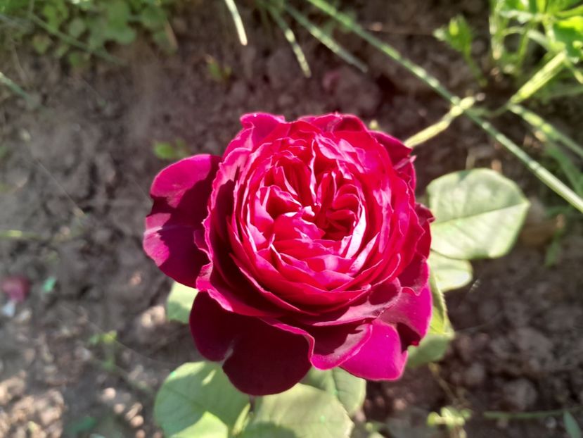 Astrid grafin - Primul bobocel și prima floricică mult așteptată