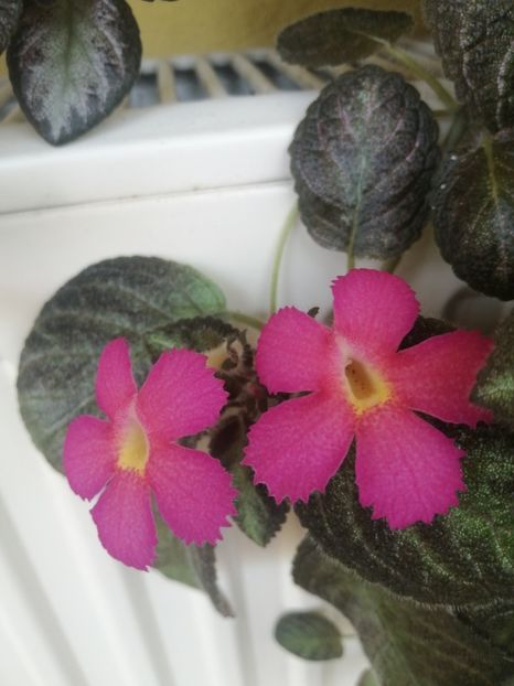  - EPISCIA