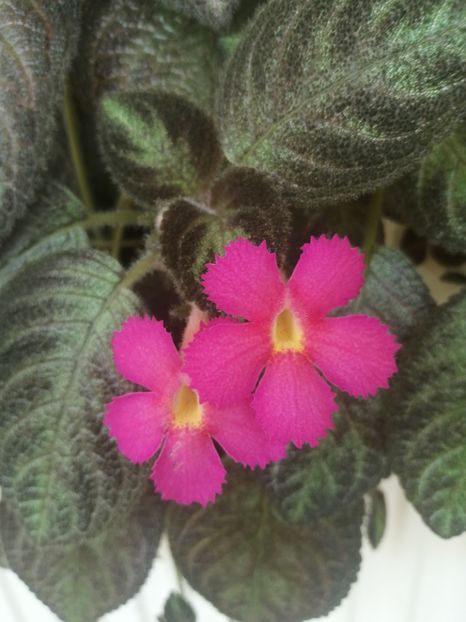  - EPISCIA