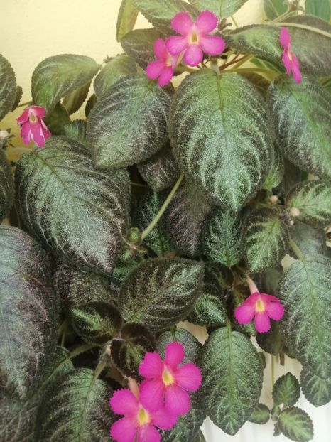  - EPISCIA