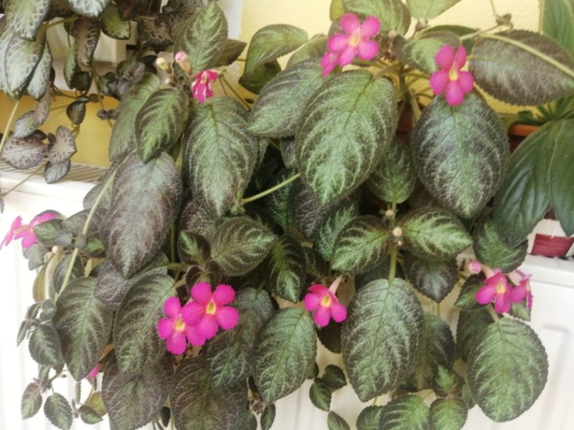  - EPISCIA