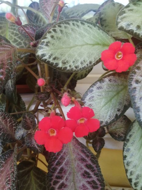  - EPISCIA