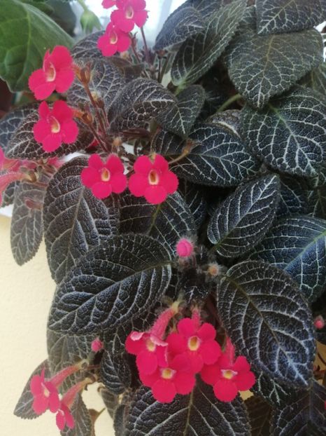  - EPISCIA