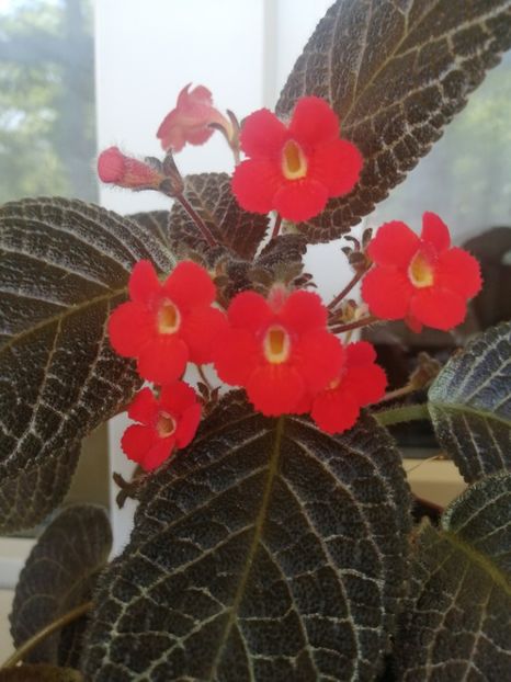  - EPISCIA