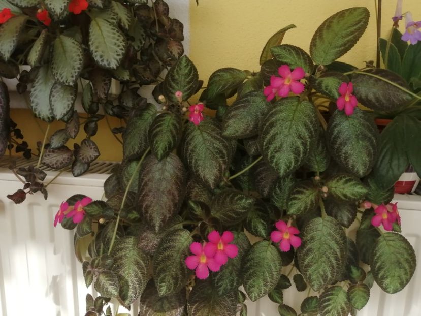 - EPISCIA