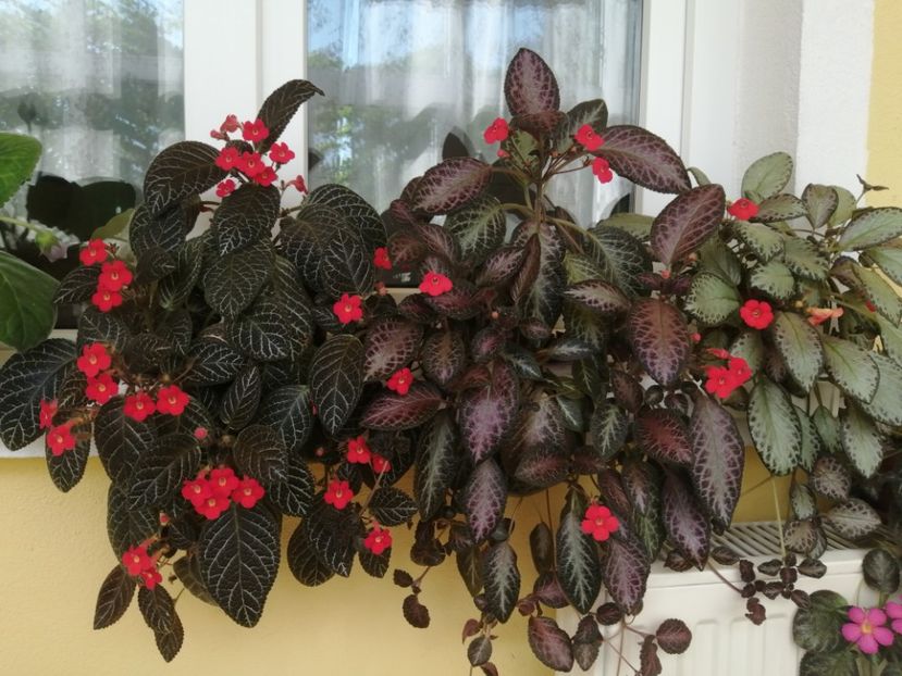  - EPISCIA