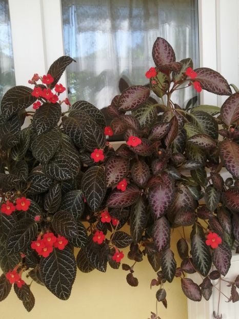  - EPISCIA