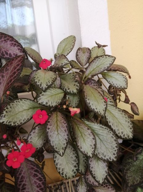  - EPISCIA