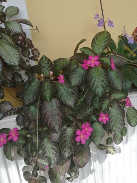  - EPISCIA