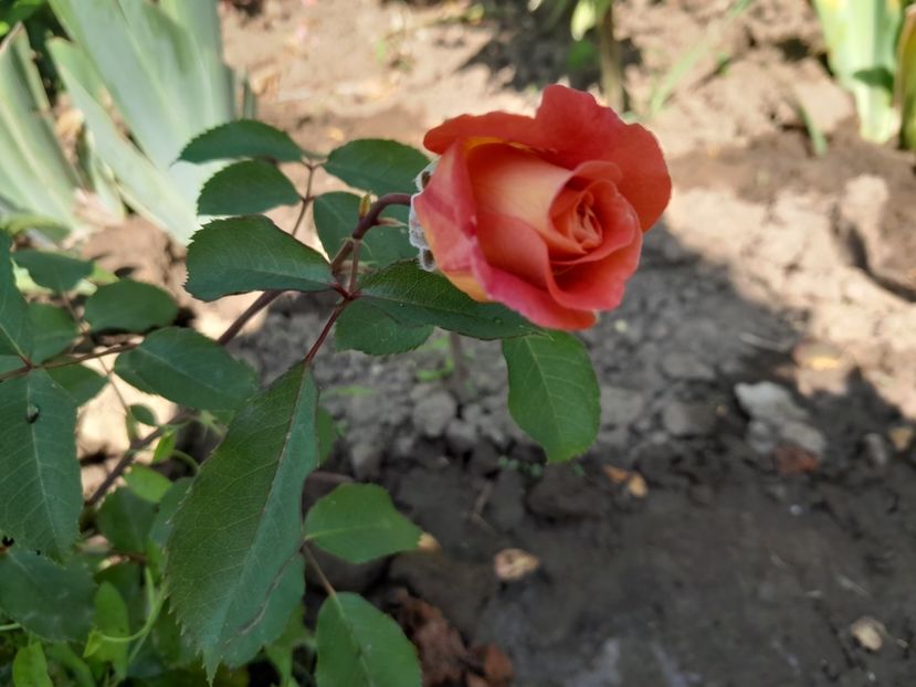 Jeff l'artiste - Primul bobocel și prima floricică mult așteptată