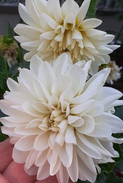 20230716_184152(0) - IULIE 2023