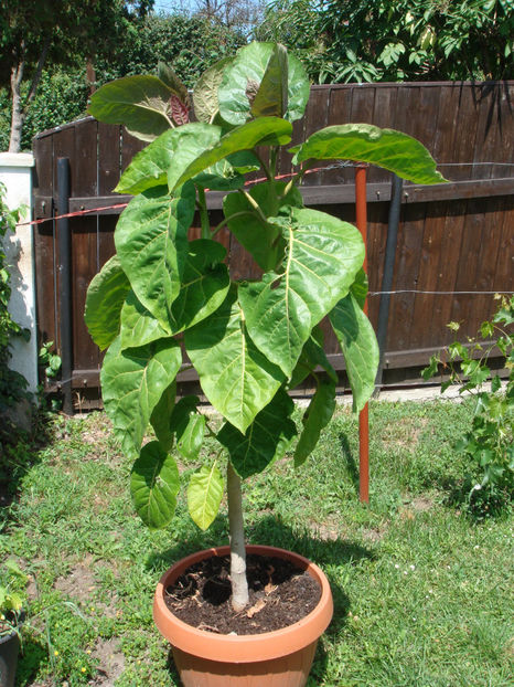 16.07.2023 - Tamarillo sau arbore de tomate