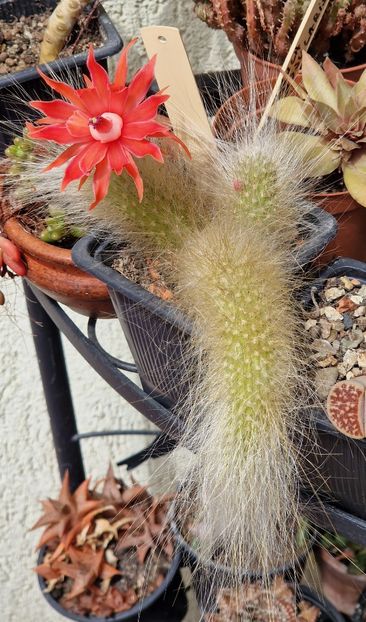 Hildewintera cola de mononis - Cactusi si suculente 2020-2021-2022-2023- 2024