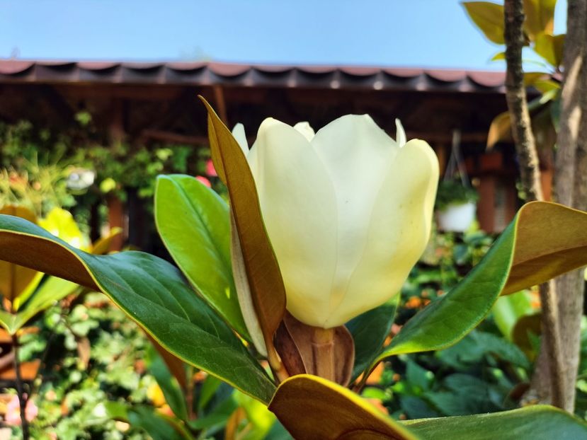 IMG20230717145458 - Magnolia grandiflora gallisoniensis