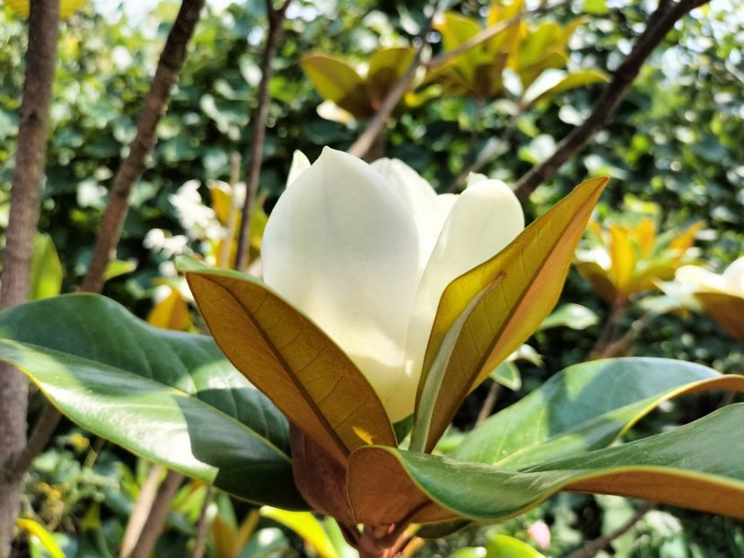 IMG20230717145448 - Magnolia grandiflora gallisoniensis