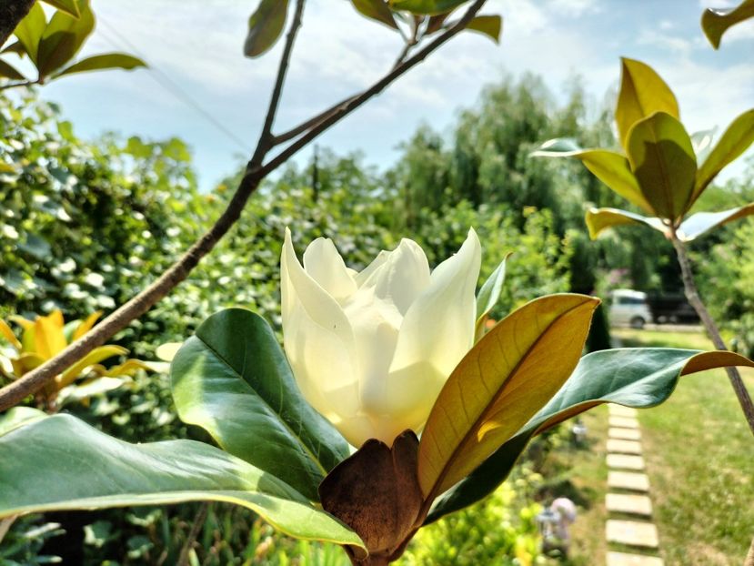 IMG20230717145439 - Magnolia grandiflora gallisoniensis
