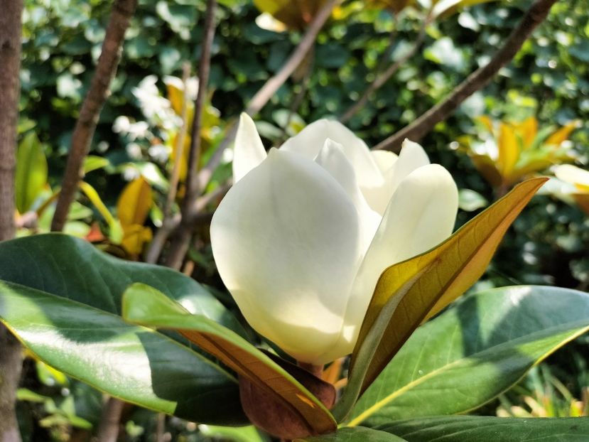 IMG20230717145243 - Magnolia grandiflora gallisoniensis